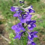 Bit (Hazeran, Kokar Otu, Mezevek) Otu Nedir?