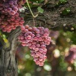 Üzüm Yetiştiriciliği Nasıl Yapılır? Üzüm Yetiştiriciliği Nasıl Yapılır?