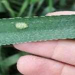 Hububatta Süne Nedir? Zararları Ve Mücadele Yöntemleri Hububatta Süne Nedir? Zararları Ve Mücadele Yöntemleri