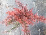 Kadın Tuzluğu (Berberis) Yetiştiriciliği Püf Noktaları Nelerdir?