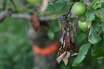 Ateş Yanıklığı (Erwinia Amylovora) Hastalığı