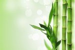 Bambu Ağacı Nedir?