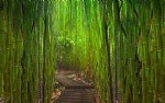 Bambu Ağacı Nedir?