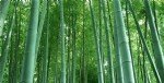 Bambu Ağacı Nedir?
