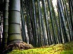 Bambu Ağacı Nedir?