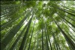 Bambu Ağacı Nedir?