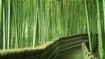 Bambu Ağacı Nedir?