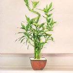 Bambu Ağacı Nedir?