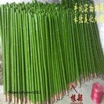 Bambu Ağacı Nedir?