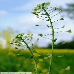 Çoban Çantası Nedir? (Capsella Bursa-pastoris)