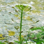 Çoban Çantası Nedir? (Capsella Bursa-pastoris)