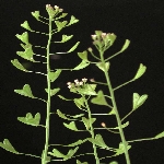 Çoban Çantası Nedir? (Capsella Bursa-pastoris)