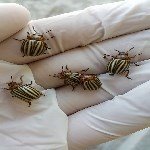 Patates Böceği Nedir? Zararları Ve Mücadele Yöntemleri