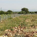 Ayva Yetiştiriciliği Nasıl Yapılır? Ayva Yetiştiriciliği Nasıl Yapılır?