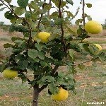 Ayva Yetiştiriciliği Nasıl Yapılır? Ayva Yetiştiriciliği Nasıl Yapılır?