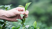 Çay Ağacı Yağı Faydaları Ve Zararları Nelerdir?