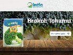 Brokoli Yetiştiriciliği Nasıl Yapılır?