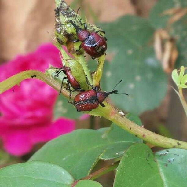 Gül Hortumlu Böceği Nedir? Zararları Ve Mücadele Yöntemleri