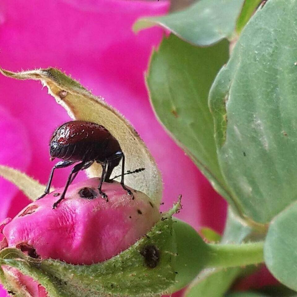 Gül Hortumlu Böceği Nedir? Zararları Ve Mücadele Yöntemleri