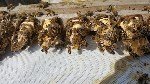 Arıcılık Nedir? Arıcılığın Tanımı, Önemi Ve Temel Bilgiler