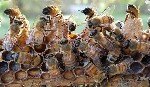 Bombus Arılarının Tarımda Kullanımı: Verimli Tozlaşmanın Anahtarı