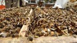 Bombus Arılarının Tarımda Kullanımı: Verimli Tozlaşmanın Anahtarı