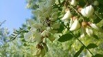 Bombus Arılarının Tarımda Kullanımı: Verimli Tozlaşmanın Anahtarı