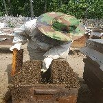 Arıcılık Sonbahar Bakımı: Bal Arılarınızı Kışa Hazırlamanın İpuçları Arıcılık Sonbahar Bakımı: Bal Arılarınızı Kışa Hazırlamanın İpuçları