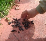 Palmiye Kırmızı Böceği (Rhynchophorus Ferrugineus) Nedir? Palmiye Kırmızı Böceği (Rhynchophorus Ferrugineus) Nedir?