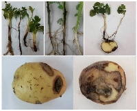 Patates Karabacak (Bakteriyel Yumuşak Çürüklük) Hastalığı