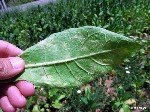Tütün Mildiyösü (Mavi Küf) Nedir? Belirtileri, Nedenleri Ve Önlemi