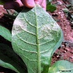 Tütün Mildiyösü (Mavi Küf) Nedir? Belirtileri, Nedenleri Ve Önlemi Tütün Mildiyösü (Mavi Küf) Nedir? Belirtileri, Nedenleri Ve Önlemi