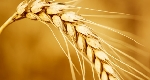 Buğday (Triticium Vulgare) Faydaları Ve Zararları Nelerdir?