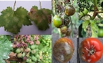 Fungal Ve Bakteriyel Hastalıklara Karşı Kullanılan Tarım İlaçları