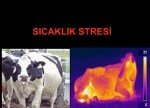 Süt Sığırcılığı Sunumu