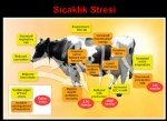 Süt Sığırcılığı Sunumu