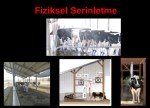 Süt Sığırcılığı Sunumu
