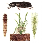 Ekin Kambur Böceği Nedir? Zararları Ve Mücadele Yöntemleri