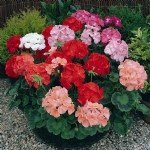 Sardunya Yetiştiriciliği Püf Noktaları Nelerdir? Sardunya Yetiştiriciliği Püf Noktaları Nelerdir?