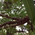 Kahverengi Koşnil Nedir? Zararları Ve Mücadele Yöntemleri