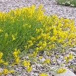 Katır Tırnağı Otu Nedir?
