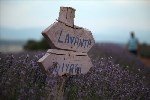 Lavanta Yetiştiriciliği