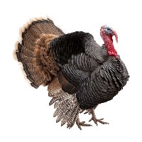 Hindi Yetiştiriciliği Nedir, Nasıl Yapılır?