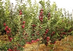 Elmada Kullanılan Klon Anaçlar Nelerdir? | M9, M26, MM106 Ve Diğerleri