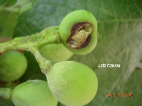 Üzüm Küllemesi (Uncinula Necator) Üzüm Küllemesi (Uncinula Necator)