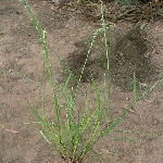 İnce Delice Otu Nedir?