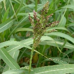 Kanyaş Nedir? (Sorghum Halepense)