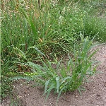 Yeşil Kirpidarı Otu Nedir? Yeşil Kirpidarı Otu Nedir?