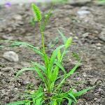 Yeşil Kirpidarı Otu Nedir? Yeşil Kirpidarı Otu Nedir?