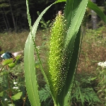 Yeşil Kirpidarı Otu Nedir? Yeşil Kirpidarı Otu Nedir?